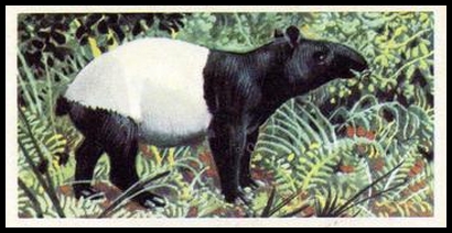 42 Malay Tapir